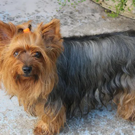 Malou, Cuisine, Salle D'eau, Terrasse Amenagee * Olliergues